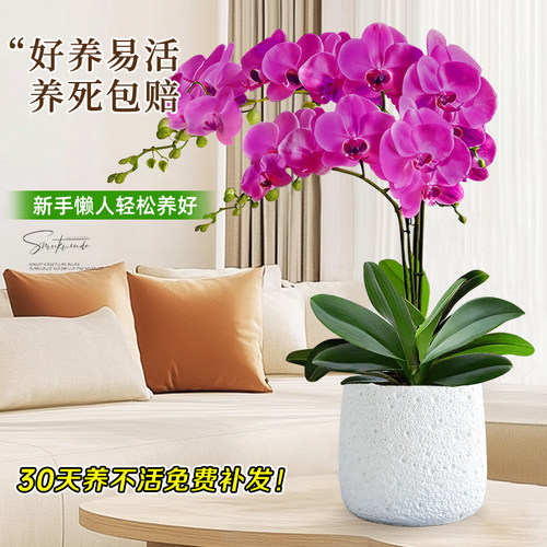 特级带花蝴蝶兰盆栽绿植好养花卉带花苞花箭兰花室内客厅好养植物 - 图0