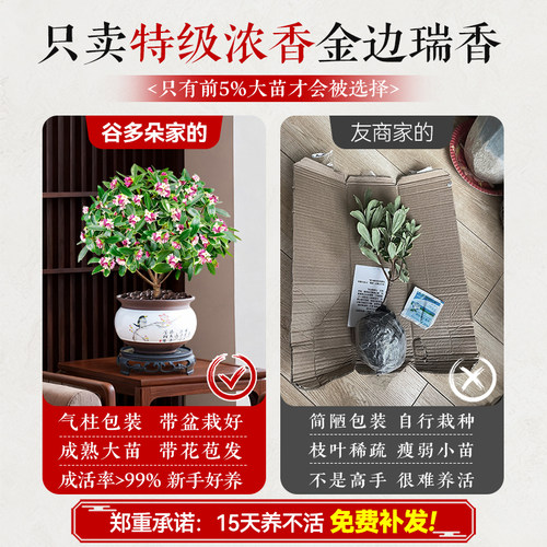 特级大盆金边瑞香盆栽带花苞办公室内花卉绿植四季好养活多季开花 - 图2