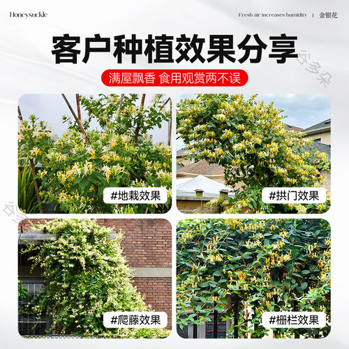 金银花树苗盆栽带花可观赏食用爬藤老桩阳台庭院四季常青绿植花卉 - 图3