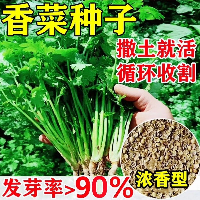 四季香菜籽种苗耐热香菜盆栽大小叶芫荽种子阳台老品种香草菜种籽,淘宝优惠券,粉丝福利购,淘宝优惠卷