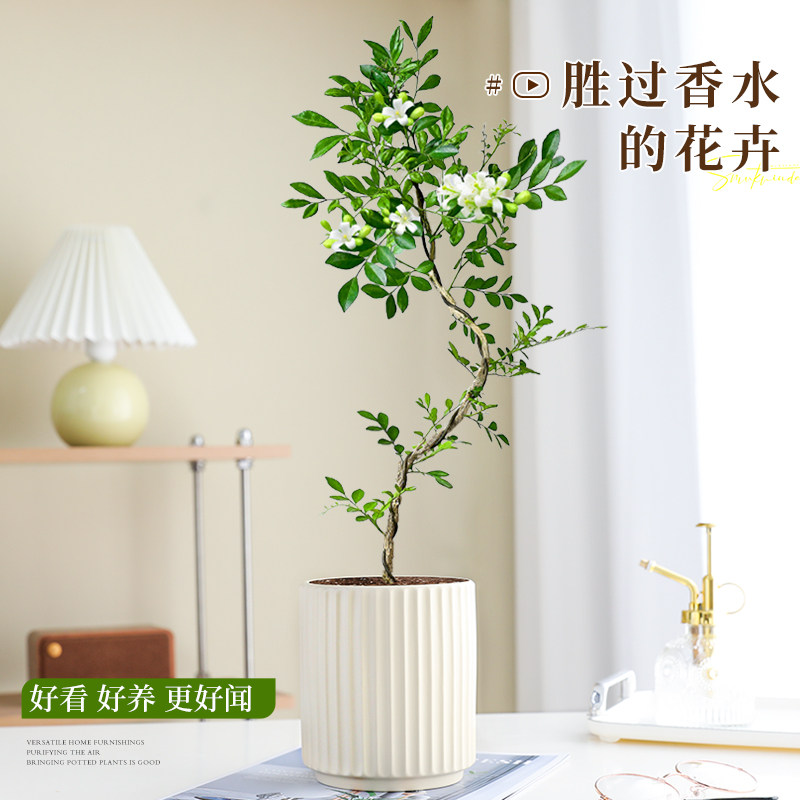 美人九里香盆栽办公室内桌面花卉绿植四季植物好养活老桩造型盆景,淘宝优惠券,粉丝福利购,淘宝优惠卷