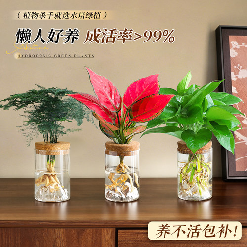 水培好养植物绿萝办公桌面发财树盆栽鸭脚木绿植花卉耐阴中古摆件 - 图0