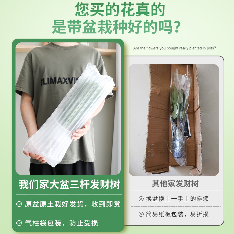 三杆发财树盆栽好养易活室内植物办公室招财树客厅绿植小盆景花卉-图2