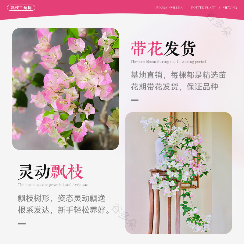 飘枝米罗三角梅盆栽带花老桩漳红樱四季好养卉室内客厅阳台绿植物,淘宝优惠券,粉丝福利购,淘宝优惠卷