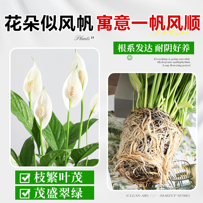 一帆风顺白掌盆栽办公室内绿植红掌花卉水培植物四季易活好养常绿