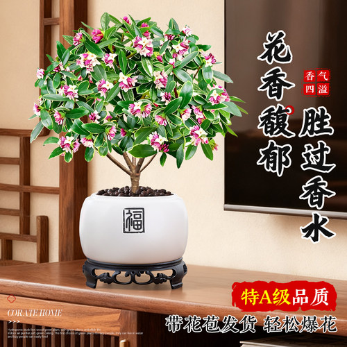 特级大盆金边瑞香盆栽带花苞办公室内花卉绿植四季好养活多季开花 - 图0