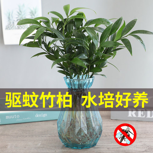 水培驱蚊竹柏植物室内水养绿植花卉盆栽办公室桌面四季常青好养活 - 图0