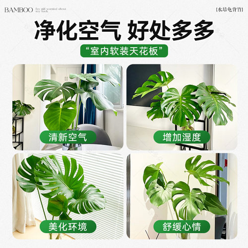 龟背竹水培植物客厅室内水养鲜切大叶盆栽四季常青好养活老桩植物 - 图3
