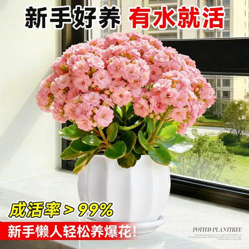 长寿花盆栽重瓣变色龙大花室内阳台花卉带花苞绿植物花苗四季好养 - 图0