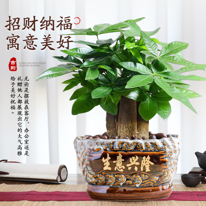 大盆三杆发财树盆栽绿植室内开业招财植物中式盆景四季常青好养,淘宝优惠券,粉丝福利购,淘宝优惠卷