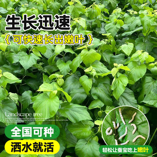 桑树活苗桑叶树苗盆栽养蚕食用大叶桑葚四季种绿植室外庭院南北方 - 图2