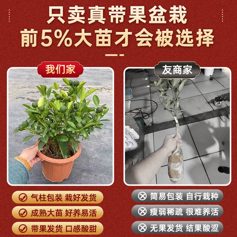四季金桔盆栽庭院室内阳台四季好养结果新年金桔小青柠檬橘子绿植,淘宝优惠券,粉丝福利购,淘宝优惠卷