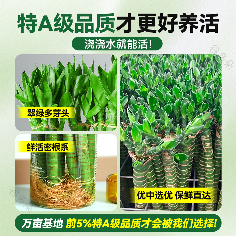 水培文昌竹4枝龙竹金榜题名富贵竹步步高室内招财桌面旺运绿植物 - 图2