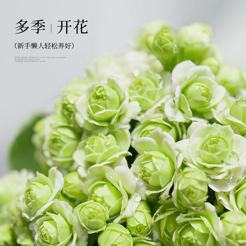 绿巴黎长寿花盆栽四季常绿好养带花苞室内工位办公室桌面花卉绿植 - 图1