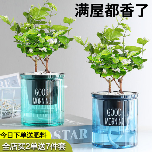 水培驱蚊植物薄荷竹柏迷迭香驱蚊九里香水养花卉盆栽室内绿植 - 图2