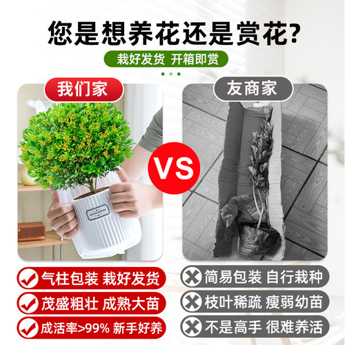 香水米兰盆栽带花苞浓香老桩盆景花卉室内净化空气好养活驱蚊绿植 - 图1