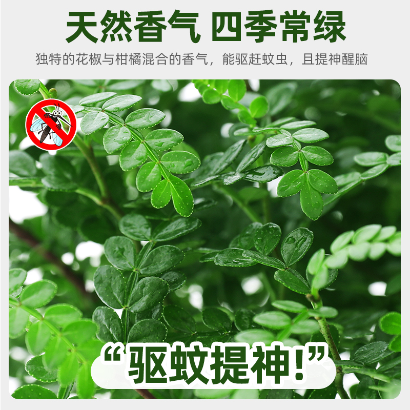 正宗清香胡椒木盆栽绿植驱蚊草花卉植物室内树苗九里香老桩盆景 - 图0