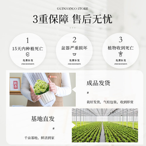 绿巴黎长寿花盆栽四季常绿好养带花苞室内工位办公室桌面花卉绿植 - 图2