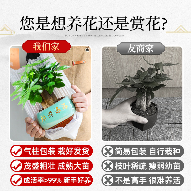大盆三杆发财树绿植盆栽招财植物室内开业中式盆景金钱树四季好养,淘宝优惠券,粉丝福利购,淘宝优惠卷