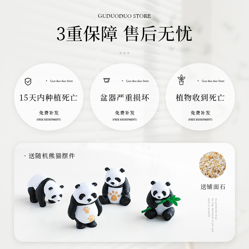 金枝玉叶盆栽室内绿植老桩棒棒糖造型肉肉花卉好养耐旱多肉植物,淘宝优惠券,粉丝福利购,淘宝优惠卷