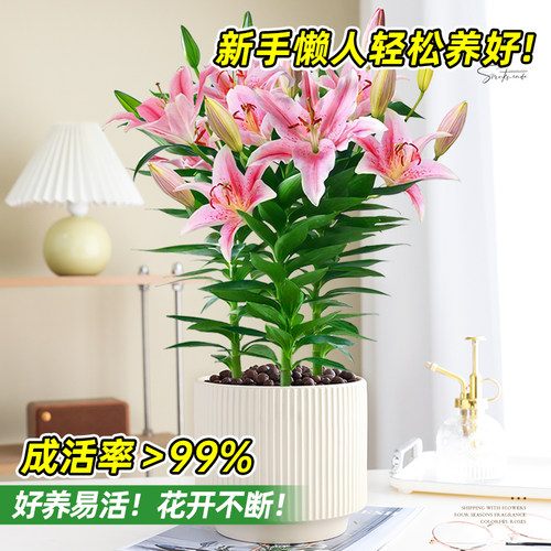 香水百合花盆栽带花苞鲜花植物室内外阳台四季好养活花苗植物花卉 - 图0