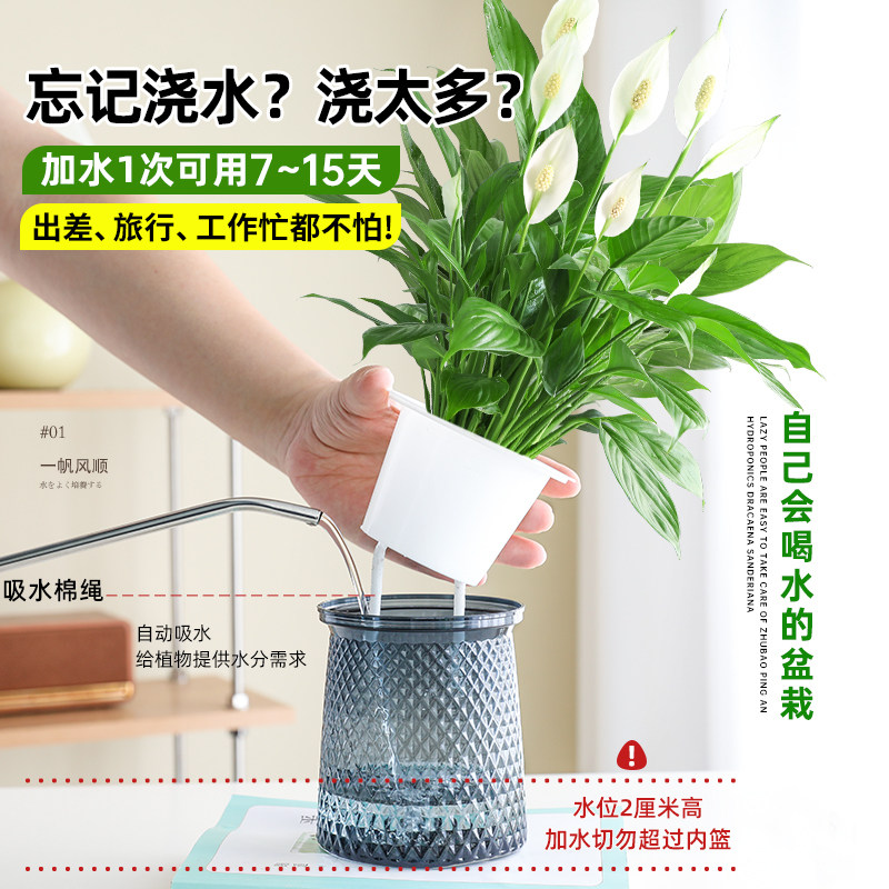 一帆风顺白掌盆栽办公室内绿植红掌花卉水培植物四季易活好养常绿
