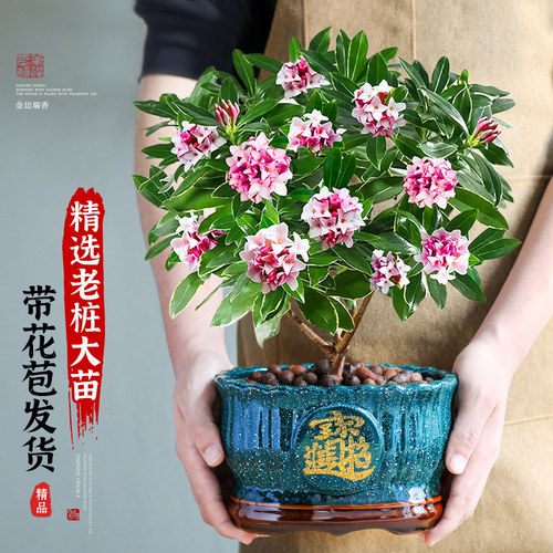 特级大盆金边瑞香盆栽绿植室内年宵花卉植物多季开花好养活带花苞 - 图2