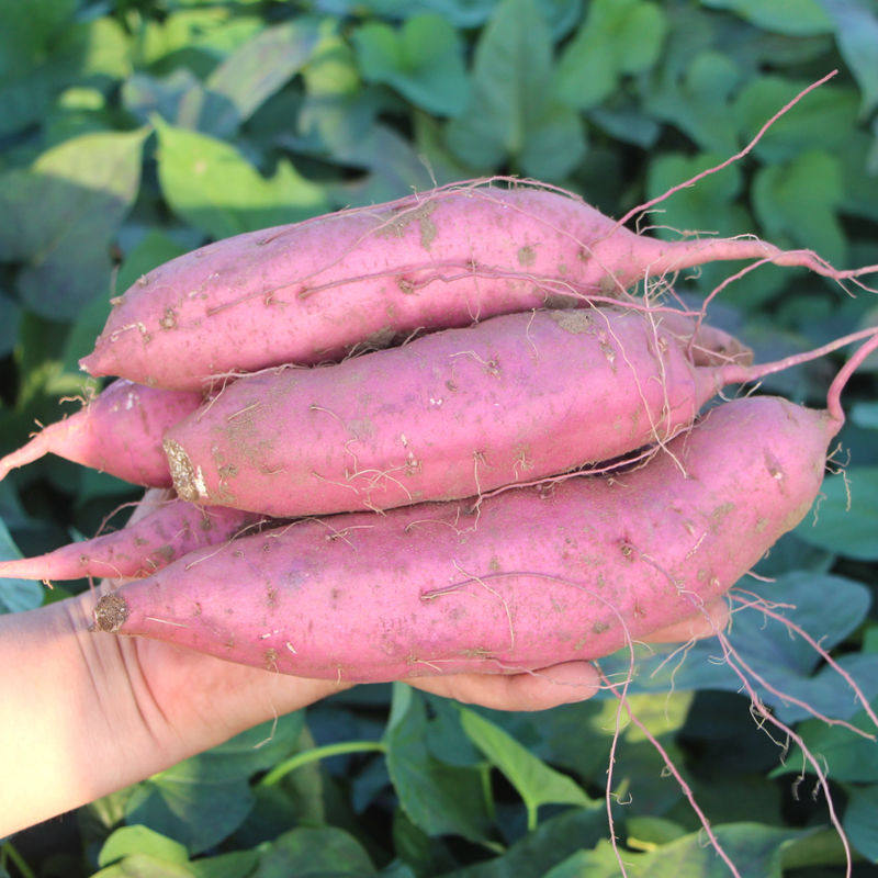 新鲜蜜薯农家香薯白心紫皮板栗红薯 邯府番薯
