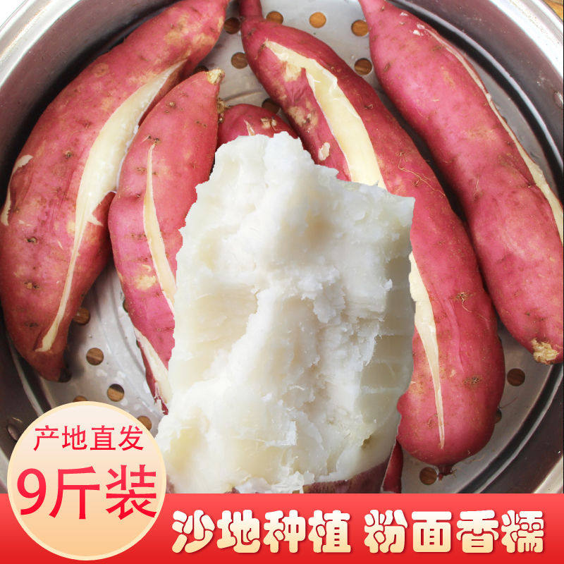 新鲜蜜薯农家香薯白心紫皮板栗红薯 邯府番薯