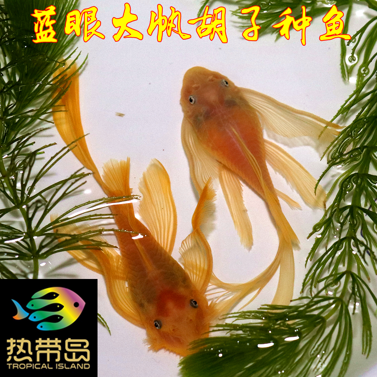 热带鱼异形鱼清道夫除藻清洁缸壁胡子合辑24K红眼雪花蓝眼大帆-图2