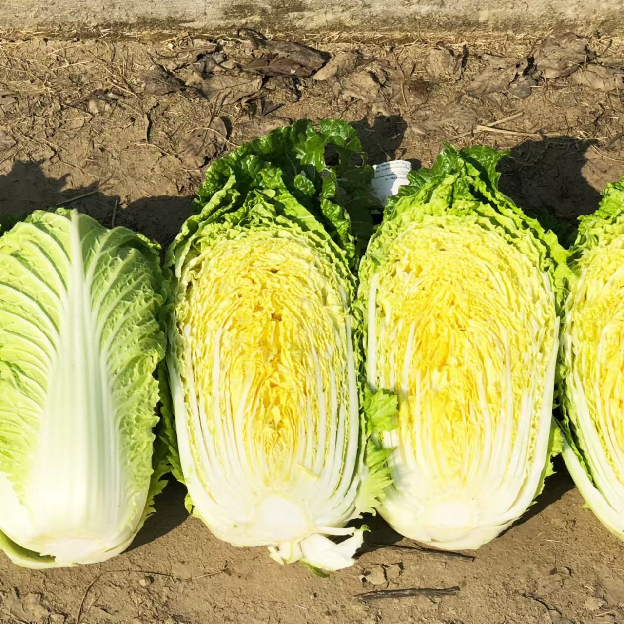 新手阳台速生叶菜种子合集盆栽蔬菜种子新手阳台易栽培可周年播种,淘宝优惠券,粉丝福利购,淘宝优惠卷