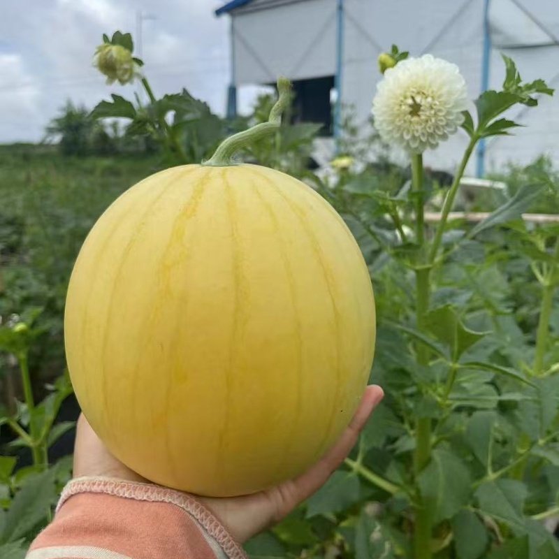 日本黄皮爱娘西瓜种子黄皮红肉礼品西瓜种子盆栽西瓜种子代理直销,淘宝优惠券,粉丝福利购,淘宝优惠卷