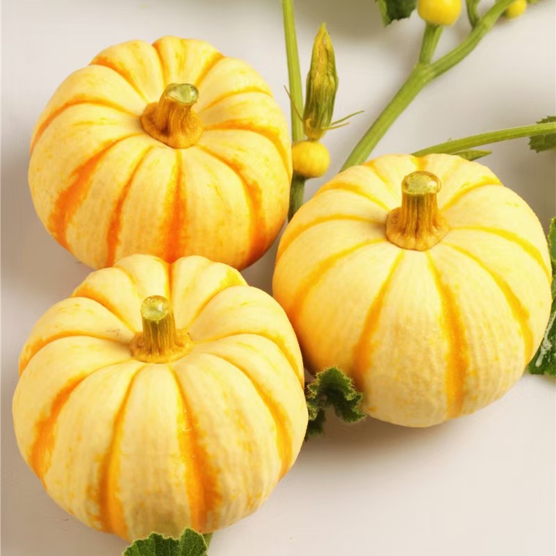盆栽南瓜种子合集贝贝南瓜种子板栗南瓜种子奶油南瓜种子,淘宝优惠券,粉丝福利购,淘宝优惠卷