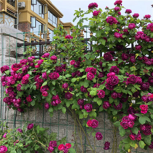 紫袍玉带藤本月季花苗爬藤蔷薇大花浓香重瓣多花植物庭院阳台花卉 - 图1