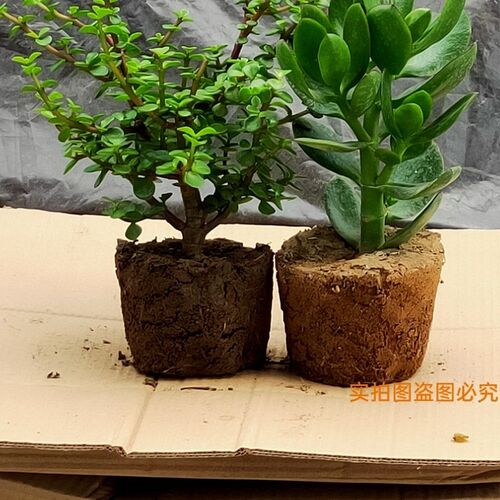 金枝玉叶花卉盆栽室内耐旱绿植阳台常青花苗带土好养多肉老桩植物 - 图3