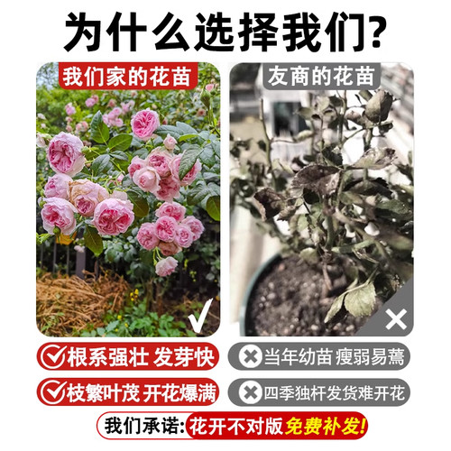 粉色达芬奇爬藤蔷薇植物月季花苗四季开大花浓香藤本花卉盆栽玫瑰 - 图0