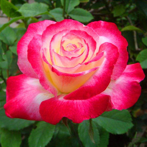 红双喜月季花苗大花浓香型月季玫瑰花苗丰花月季盆栽绿植多季开花 - 图1