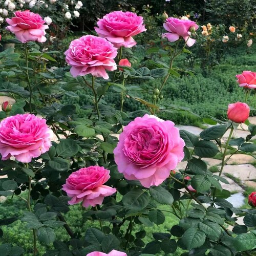 肯特公主月季花苗勤花大花浓香型玫瑰花灌木花卉丰花欧月四季开花 - 图1