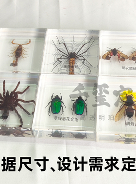 千玺定制树脂昆虫标本摆件