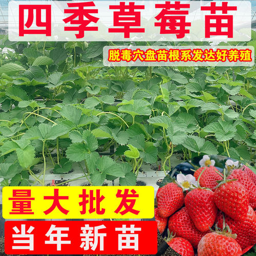 草莓苗穴盘苗四季结果盆栽地栽丹东红颜黑色白色草莓苗大苗批发 - 图0