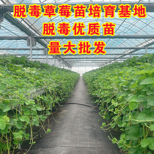 草莓苗穴盘苗四季结果盆栽地栽丹东红颜黑色白色草莓苗大苗批发 - 图2