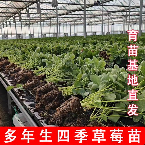 草莓苗四季盆栽食用奶油隋珠红颜白雪穴盘苗果苗南北阳台种植好养 - 图0