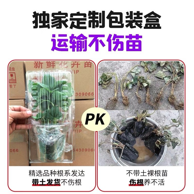 草莓苗四季白雪公主天使AE雪兔梦之莹草莓盆栽带土奶油红颜草莓秧,淘宝优惠券,粉丝福利购,淘宝优惠卷