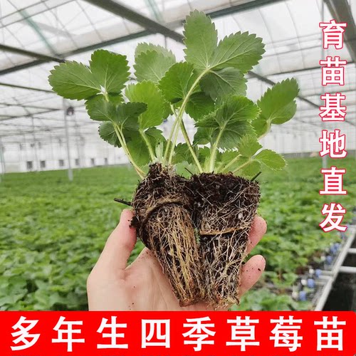 草莓苗穴盘苗四季结果盆栽地栽丹东红颜黑色白色草莓苗大苗批发 - 图1