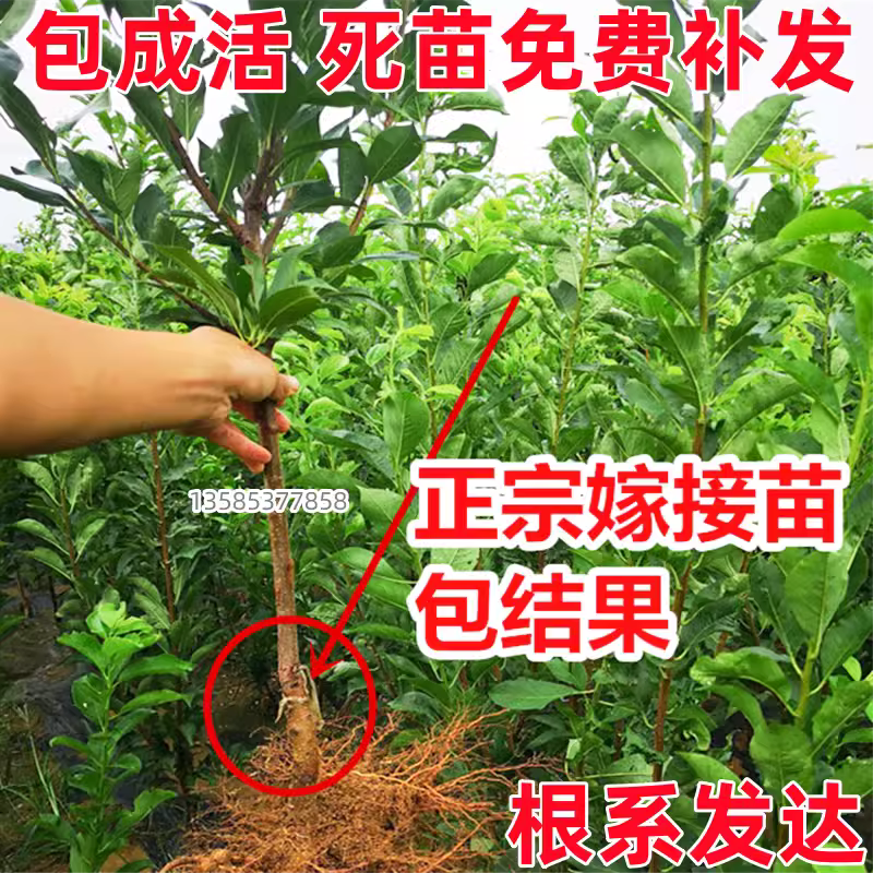 大红袍李子树苗嫁接新品种种植南北方特大庭院阳台盆栽苗当年结果