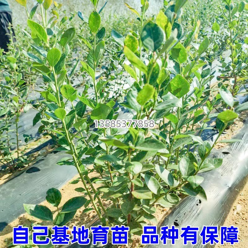 怡颗蓝莓苗果树南北方庭院地栽特大阳台盆栽带土四季种植当年结果 - 图0