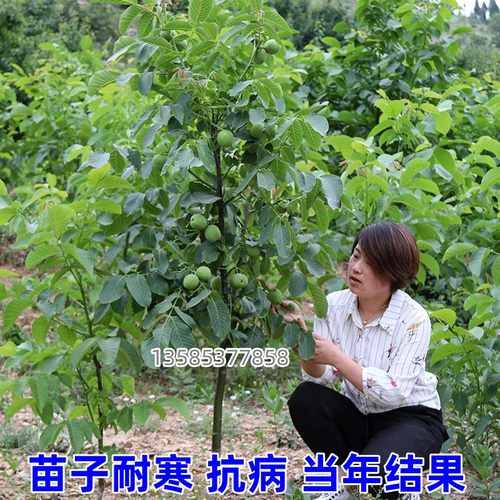 文玩核桃苗树狮子头蛤蟆头嫁接南方北方地栽特大盆栽种植当年结果-图2