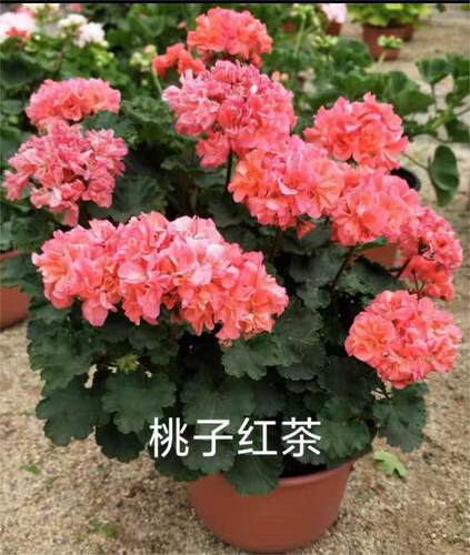 老树家 直立天竺合集四 L M N P Q12厘米盆苗满28包邮 - 图0
