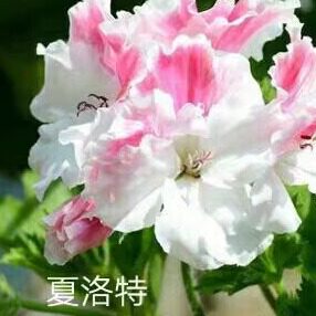 老树家 大花天 蝴蝶梅 直立 垂吊天竺葵 穴盘小苗4片叶子  28包邮 - 图3