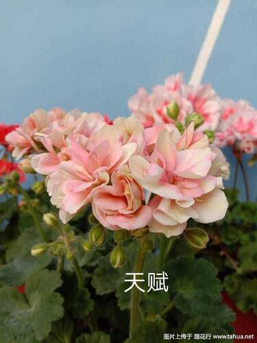 老树家 直立天竺合集四 L M N P Q12厘米盆苗满28包邮 - 图3